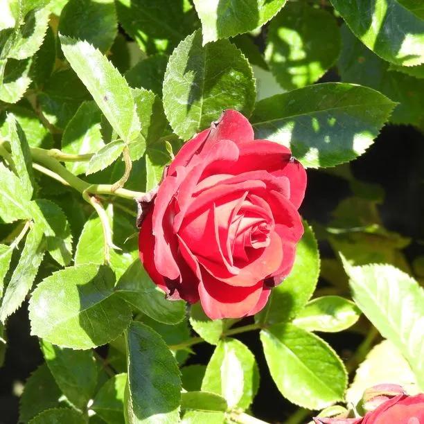Ruby Romance Patio Rose (Rosa Ruby Romance) 1